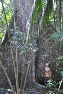 Impressionado com o tronco de Samaúma, na FLONA, comunidade de São Domingo, região de Alter do Chão - PA